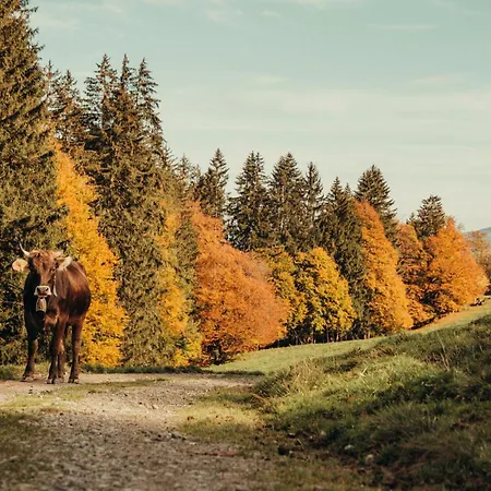 Alpenchalet Allgäu Apartment Immenstadt im Allgäu
